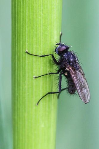 Anthomyiinae